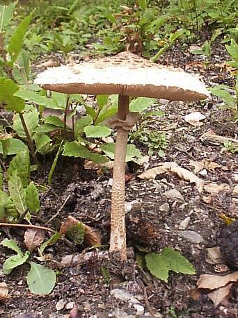  Image name: Mazza di Tamburo9.jpg 
 width: 342 pixel 
 height: 458 pixel 
 Size: 54558 bytes 
 Click to enlarge 